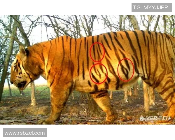 英国足球明星老虎的传奇故事与辉煌成就揭秘 英国足球明星老虎的传奇故事与辉煌成就揭秘